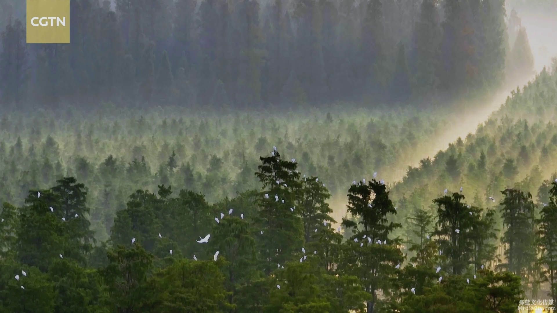 武漢世界濕地大會(huì)紀(jì)錄片：漲渡湖